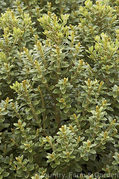 Foliage of Olearia nummularifolia, an evergreen shrub native to montane and low alpine areas of New Zealand southwards of East Cape. It has tough, leathery leaves, wax-coated buds and grows 12m tall Order: Asterales, Family: Asteraceae