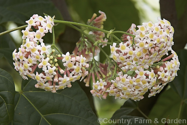 Rogiera amoena (syn. Rondeletia amoena</i>), an evergreen shrub or more rarely a tree native to Mexico, Panama and Guatemala. Its viburnum-like heads of fragrant pale pink flowers open from mid winter onwards. rogiera-2723htm'>Rogiera. <a href='rubiaceae-plant-family-photoshtml'>Rubiaceae</a>.