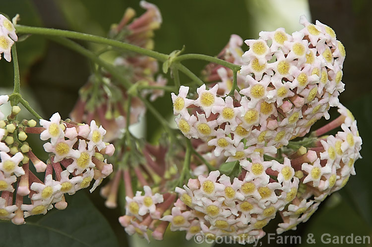 Rogiera amoena (syn. Rondeletia amoena</i>), an evergreen shrub or more rarely a tree native to Mexico, Panama and Guatemala. Its viburnum-like heads of fragrant pale pink flowers open from mid winter onwards. rogiera-2723htm'>Rogiera. <a href='rubiaceae-plant-family-photoshtml'>Rubiaceae</a>.