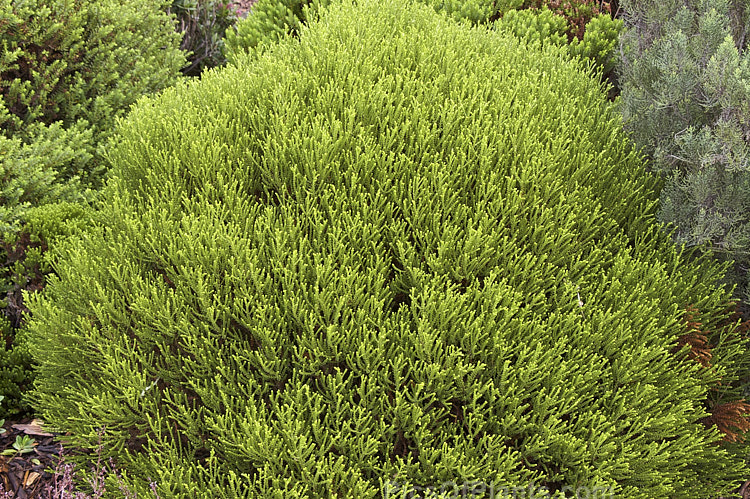 <i>Veronica</i> (syn. <i>Hebe</i>) 'Christensenii', a natural hybrid of Hebe odora and an unknown whipcord hebe. It was collected in the early 20th century around Hanmer in North Canterbury, New Zealand. It grows to around 90cm high x 1.2m wide and very rarely, if ever, flowers in cultivation. Order: Lamiales, Family: Plantaginaceae