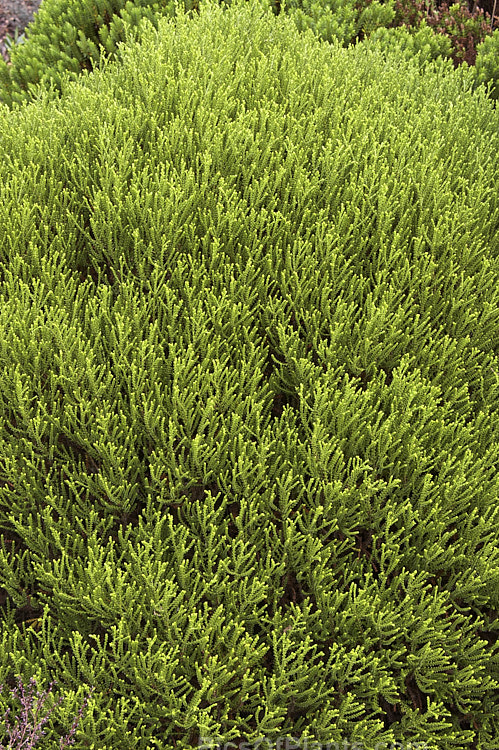 <i>Veronica</i> (syn. <i>Hebe</i>) 'Christensenii', a natural hybrid of Hebe odora and an unknown whipcord hebe. It was collected in the early 20th century around Hanmer in North Canterbury, New Zealand. It grows to around 90cm high x 1.2m wide and very rarely, if ever, flowers in cultivation. Order: Lamiales, Family: Plantaginaceae
