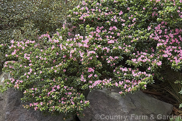 Rhododendron (evergreen azalea</i>) 'Kirin' (syn 'Coral Bells'), a very popular early-flowering. Kurume evergreen azalea with hose-in-hose flowers. One of the famous group of 1919 introductions by EH. Wilson know as Wilson's Fifty. It was number 22 of the 50 and has been among the most widely grown azaleas ever since