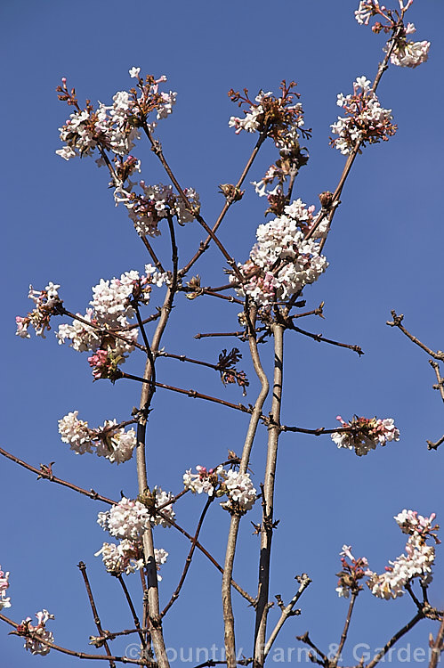 Viburnum x bodnantense (<i>Viburnum farreri x Viburnum grandiflorum</i>), a 3m tall, fragrant, winter-flowering hybrid between two deciduousAsian shrubs. It was raised in the 1930s at Bodnant in Wales. viburnum-2081htm'>Viburnum. <a href='adoxaceae-plant-family-photoshtml'>Adoxaceae</a>.