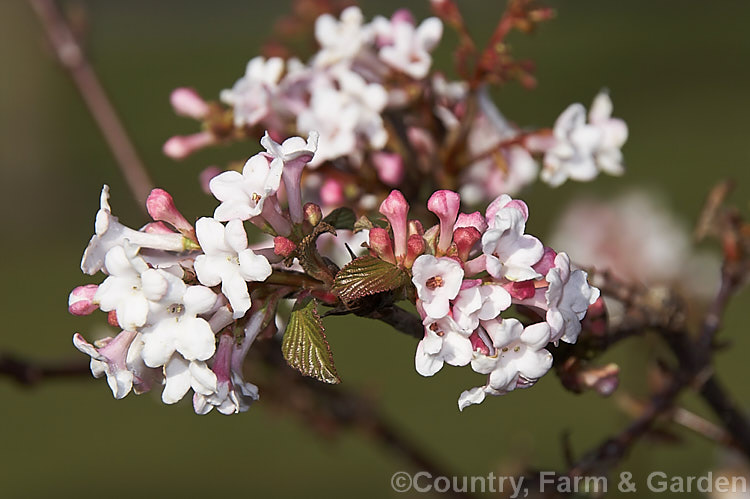 Viburnum x bodnantense (<i>Viburnum farreri x Viburnum grandiflorum</i>), a 3m tall, fragrant, winter-flowering hybrid between two deciduousAsian shrubs. It was raised in the 1930s at Bodnant in Wales. viburnum-2081htm'>Viburnum. <a href='adoxaceae-plant-family-photoshtml'>Adoxaceae</a>.