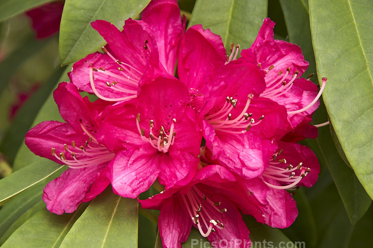 <i>Rhododendron</i> 'Sir Robert Peel', an old, early-flowering Waterer hybrid of unknown parentage. It develops into a small tree and can bloom in midwínter in mild climates. But for its early flowering habit, there would be little to recommend it, but it does add colour when it is most needed. Order: Ericales, Family: Ericaceae