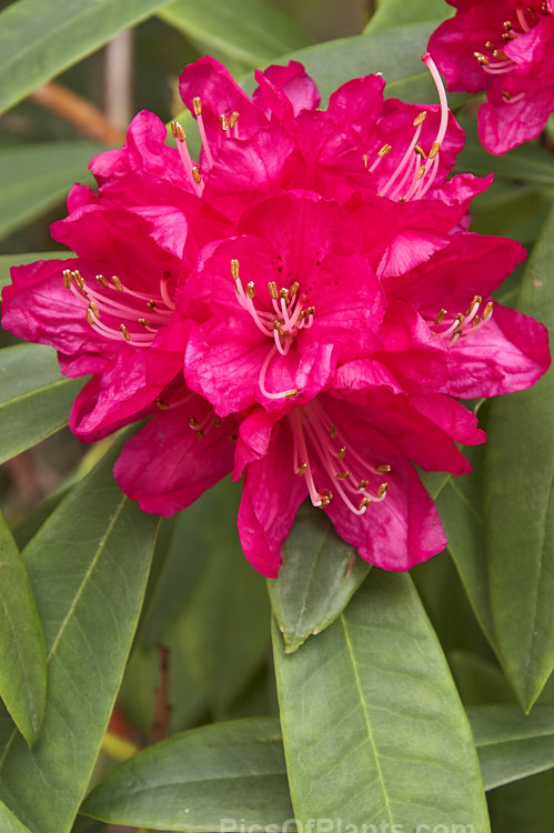 <i>Rhododendron</i> 'Sir Robert Peel', an old, early-flowering Waterer hybrid of unknown parentage. It develops into a small tree and can bloom in midwínter in mild climates. But for its early flowering habit, there would be little to recommend it, but it does add colour when it is most needed. Order: Ericales, Family: Ericaceae