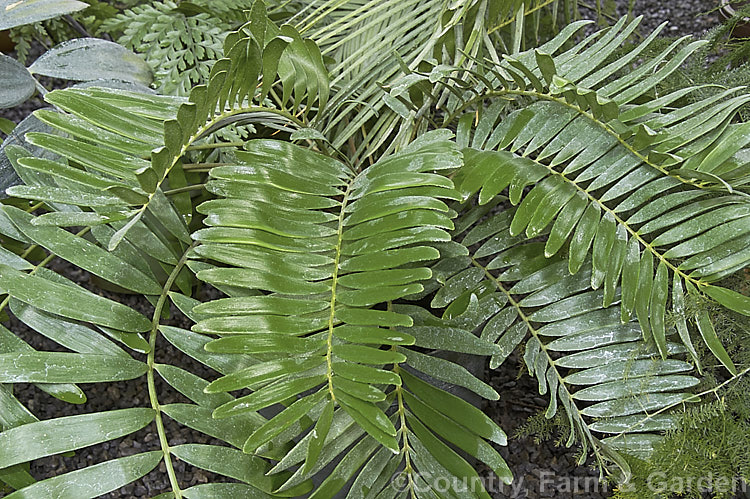 Foliage of the Dwarf Florida Arrowroot or Coontie (<i>Zamia pumila subsp. pygmaea</i>), a very compact form of a cycad native to Florida, Cuba and the West Indies. Order: Cycadales, Family: Zamiaceae