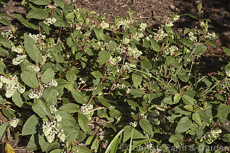 Ribes laurifolium, a sprawling, very early spring or late winter flowering evergreen shrub native to western China. This currant is usually more or less prostrate but can grow to 15m tall and over 2m wide and the flowers are followed by blackish red fruit