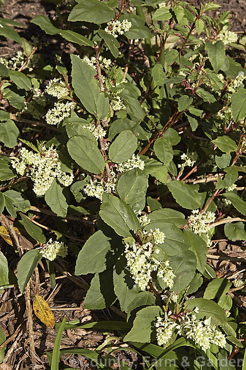 Ribes laurifolium, a sprawling, very early spring or late winter flowering evergreen shrub native to western China. This currant is usually more or less prostrate but can grow to 15m tall and over 2m wide and the flowers are followed by blackish red fruit