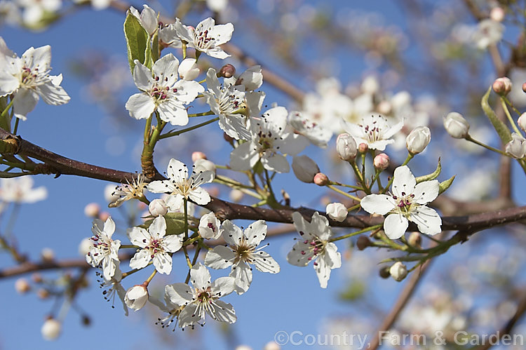 The flowers of Pyrus calleryana 'Aristocrat', a strongly upright cultivar of a deciduous tree native to China 'Aristocrat' grows to around 13m tall, has masses of white flowers in spring, bright red autumn foliage and unlike the species its branches are thornless. The fruit may be red-tinted, though this is sometimes masked by the russet overtones 'Aristocrat' is a popular street tree. Order: Rosales, Family: Rosaceae