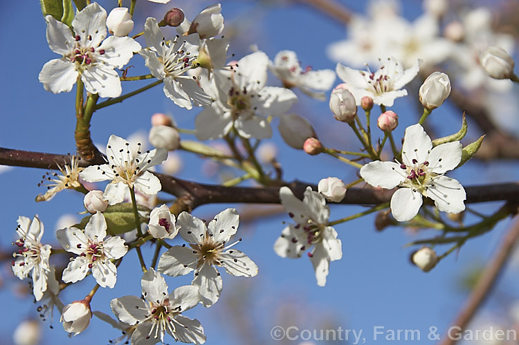 The flowers of Pyrus calleryana 'Aristocrat', a strongly upright cultivar of a deciduous tree native to China 'Aristocrat' grows to around 13m tall, has masses of white flowers in spring, bright red autumn foliage and unlike the species its branches are thornless. The fruit may be red-tinted, though this is sometimes masked by the russet overtones 'Aristocrat' is a popular street tree. Order: Rosales, Family: Rosaceae
