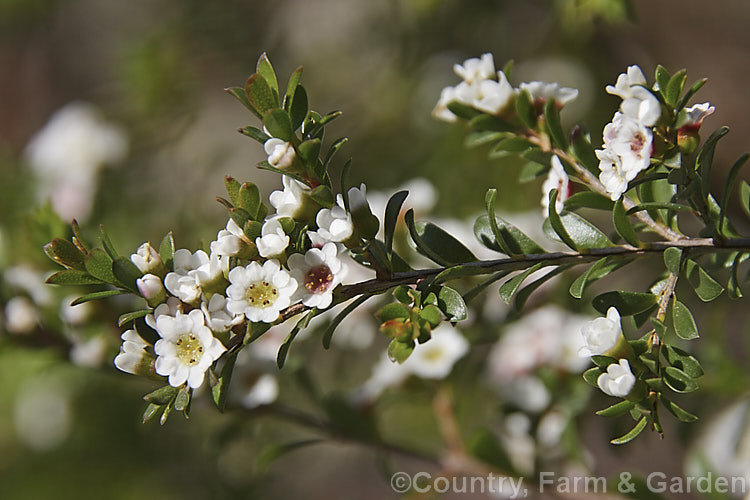 Grampians. Thryptomene (<i>Thryptomene calycina</i>), an evergreen, late winter- to spring-flowering 15-18m high shrub native to western Victoria, Australia, particularly the Grampian region. thryptomene-2918htm'>Thryptomene. .