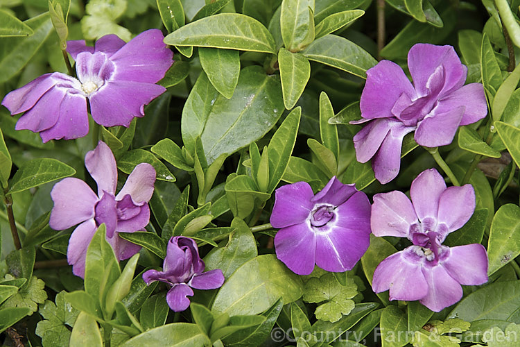 Vinca minor 'Multiplex', a semi-double purple-blue-flowered cultivar of the Lesser Periwinkle, a quick-spreading evergreen ground-cover found from western Europe to the Caucasus It flowers for much of the year, most heavily in spring, and can be very invasive 'Multiplex' is very similar to 'Flore Pleno' and may be synonymous with it. vinca-3390htm'>Vinca. Order: Gentianales, Family: Apocynaceae