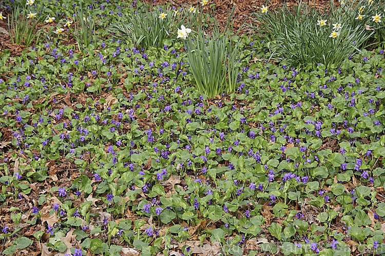 Sweet Violet (<i>Viola odorata</i>), a low-growing, stoloniferous, spring-flowering. European perennial. The flowers are sweetly scented and the fragrance is widely used in perfumes. viola-2165htm'>Viola. <a href='violaceae-plant-family-photoshtml'>Violaceae</a>.