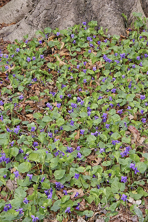 Sweet Violet (<i>Viola odorata</i>), a low-growing, stoloniferous, spring-flowering. European perennial. The flowers are sweetly scented and the fragrance is widely used in perfumes. viola-2165htm'>Viola. <a href='violaceae-plant-family-photoshtml'>Violaceae</a>.