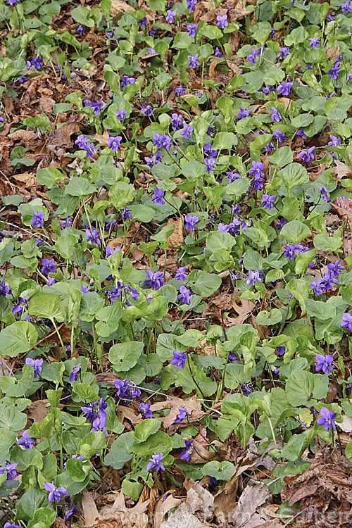 Sweet Violet (<i>Viola odorata</i>), a low-growing, stoloniferous, spring-flowering. European perennial. The flowers are sweetly scented and the fragrance is widely used in perfumes. viola-2165htm'>Viola. <a href='violaceae-plant-family-photoshtml'>Violaceae</a>.
