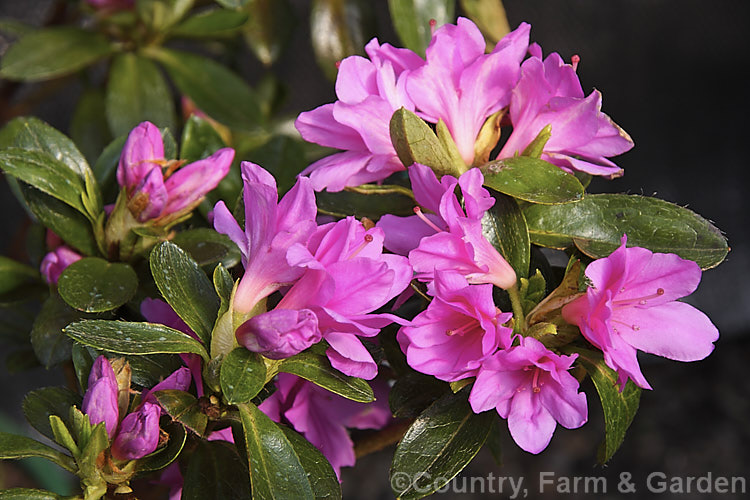 Rhododendron (evergreen azalea</i>) 'Pixie. Petticoat', a low to medium-sized. Kurume of uncertain origins. It has hose-in-hose flowers that open quite early in spring