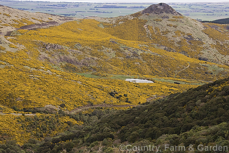An early spring view from the Summit Road on the Port Hills above. Christchurch, New Zealand showing the extend that gorse (<i>Ulex europaeus</i>) can spread if unchecked. Gorse or Furze is a mainly spring-flowering leguminous shrub native to western Europe. It has become a weed in many parts of the world. ulex-2750htm'>Ulex.