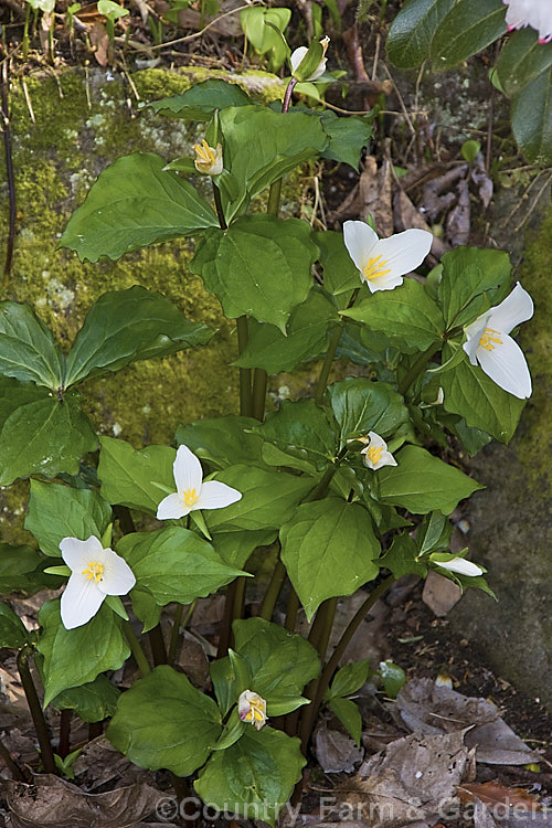 Western White Trillium (<i>Trillium ovatum</i>). A small western North America species that prefers lightly shaded woodland or rockery conditions. The bracts open almost white and redden as they age. trillium-2304htm'>Trillium. <a href='melanthiaceae-plant-family-photoshtml'>Melanthiaceae</a>.
