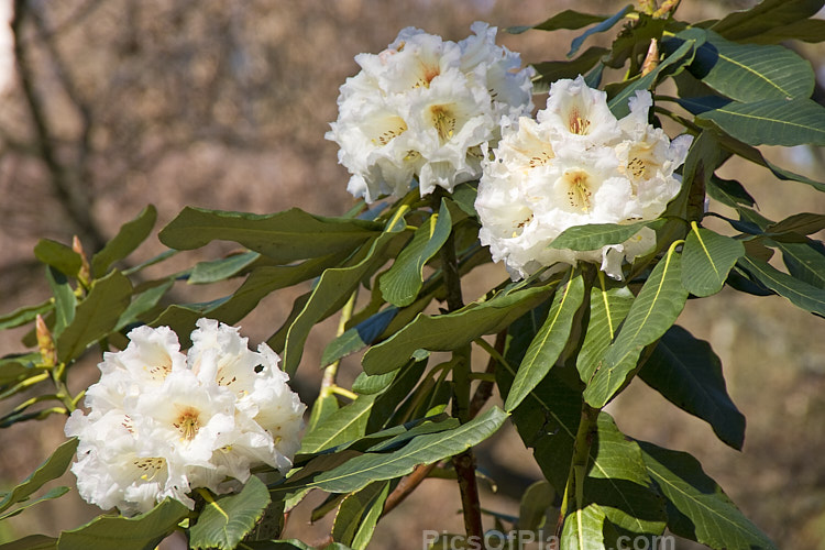 <i>Rhododendron</i> 'Mrs George Huthnance' (<i>Rhododendron macabeanum</i> x unknown</i>), a typical grande series style hybrid with densely packed flower trusses and large leaves. Raised by Huthnance of New Zealand in 1981. Order: Ericales, Family: Ericaceae