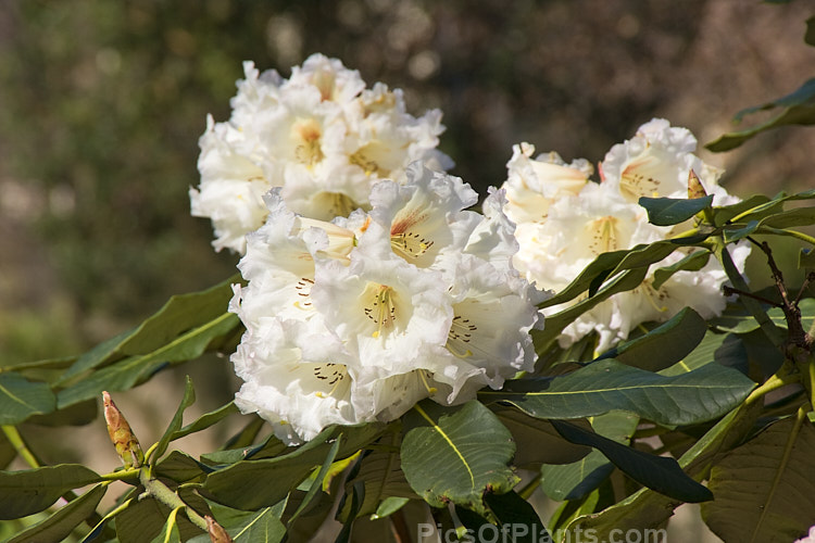 <i>Rhododendron</i> 'Mrs George Huthnance' (<i>Rhododendron macabeanum</i> x unknown</i>), a typical grande series style hybrid with densely packed flower trusses and large leaves. Raised by Huthnance of New Zealand in 1981. Order: Ericales, Family: Ericaceae