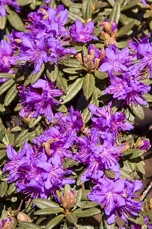 <i>Rhododendron rupicola</i>, a wiry-stemmed, evergreen, early spring-flowering, 60cm-1.2m tall shrub found in the mountains of Burma and western China at 3000-4500m altitude. Order: Ericales, Family: Ericaceae