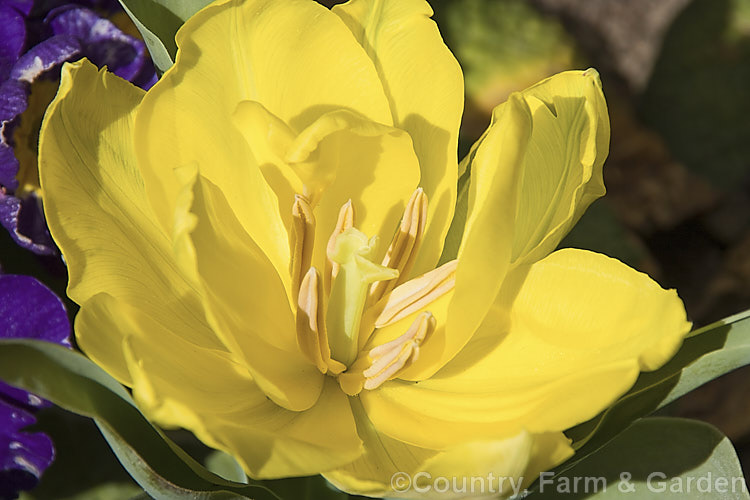 Tulipa 'Monte. Carlo' (<i>Category 2 —. Double early</i>), introduced in 1955, this showy semi-double-flowered tulip has stems up to 35cm tall Its flowers are mildly scented. Order: Liliales, Family: Liliaceae