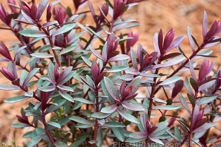 <i>Veronica</i> (<i>Syn. <i>Hebe</i>) 'Caledonia', a hybrid with strongly purple-red tinted foliage, especially in winter. The short spikes of lavender purple flowers open in summer. 'Caledonia' grows to around 75cm high x 1m wide. Order: Lamiales, Family: Plantaginaceae
