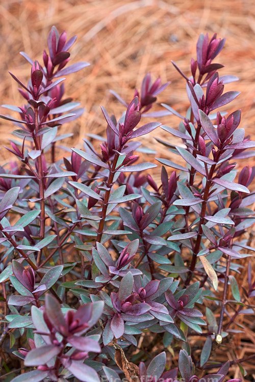 <i>Veronica</i> (<i>Syn. <i>Hebe</i>) 'Caledonia', a hybrid with strongly purple-red tinted foliage, especially in winter. The short spikes of lavender purple flowers open in summer. 'Caledonia' grows to around 75cm high x 1m wide. Order: Lamiales, Family: Plantaginaceae