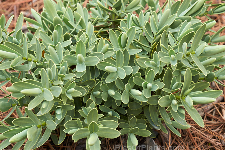 <i>Veronica albicans</i> (syns. <i>Hebe albicans</i>, <i>Hebe recurva</i>), a 60cm-1.2m high evergreen shrub found at 1000-1400m altitude in the Nelson region in the northern part of New Zealand's South Island Its flowers are primarily white and open in summer. Cultivated forms are smaller and seldom exceed 50cm tall Order: Lamiales, Family: Plantaginaceae