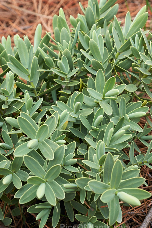 <i>Veronica albicans</i> (syns. <i>Hebe albicans</i>, <i>Hebe recurva</i>), a 60cm-1.2m high evergreen shrub found at 1000-1400m altitude in the Nelson region in the northern part of New Zealand's South Island Its flowers are primarily white and open in summer. Cultivated forms are smaller and seldom exceed 50cm tall Order: Lamiales, Family: Plantaginaceae