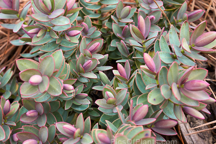 <i>Veronica albicans</i> (syns. <i>Hebe albicans</i>, <i>Hebe recurva</i>) 'Red Edge', a purple-red tinted cultivar of a 60cm-1.2m high evergreen shrub found at 1000-1400m altitude in the Nelson region in the northern part of New Zealand's South Island Its flowers are primarily white and open in summer. 'Red Edge', which colours best in winter, is smaller and seldom exceed 50cm tall Order: Lamiales, Family: Plantaginaceae
