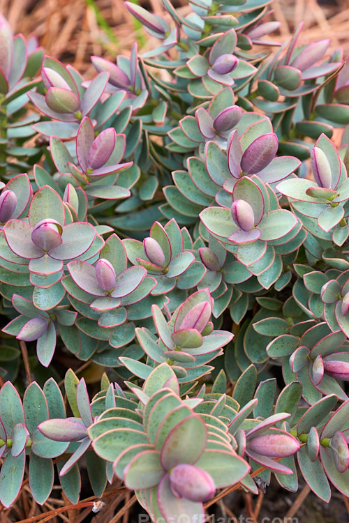 <i>Veronica albicans</i> (syns. <i>Hebe albicans</i>, <i>Hebe recurva</i>) 'Red Edge', a purple-red tinted cultivar of a 60cm-1.2m high evergreen shrub found at 1000-1400m altitude in the Nelson region in the northern part of New Zealand's South Island Its flowers are primarily white and open in summer. 'Red Edge', which colours best in winter, is smaller and seldom exceed 50cm tall Order: Lamiales, Family: Plantaginaceae