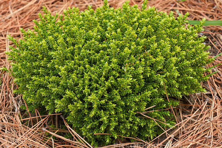 <i>Veronica</i> (syn. <i>Hebe</i>) 'Emerald Gem', a very compact cultivar of uncertain parentage, this evergreen shrub grows to around 25cm high x 40cm wide. Its foliage is almost whipcord in style, though the individual leaves are still quite easily distinguished. It has short spikes of white flow but is mainly cultivated for its dense foliage and form. Order: Lamiales, Family: Plantaginaceae