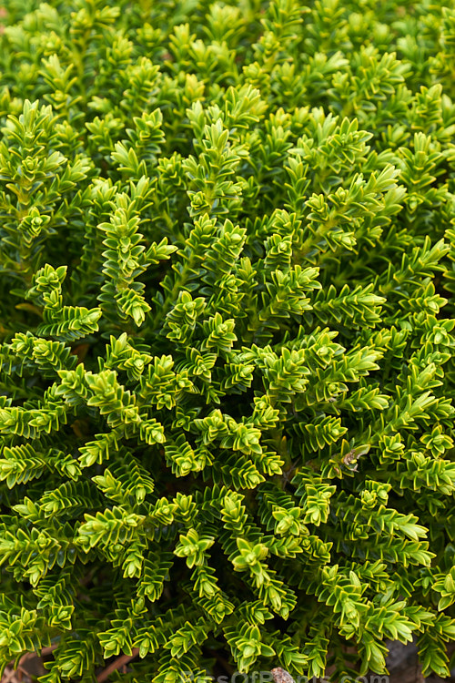 <i>Veronica</i> (syn. <i>Hebe</i>) 'Emerald Gem', a very compact cultivar of uncertain parentage, this evergreen shrub grows to around 25cm high x 40cm wide. Its foliage is almost whipcord in style, though the individual leaves are still quite easily distinguished. It has short spikes of white flow but is mainly cultivated for its dense foliage and form. Order: Lamiales, Family: Plantaginaceae