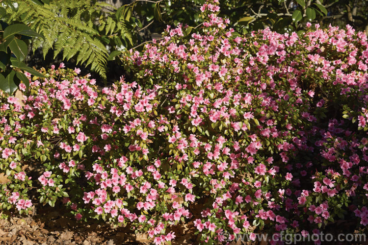 Rhododendron (evergreen azalea</i>) 'Kirin' (syn 'Coral Bells'), a very popular early-flowering. Kurume evergreen azalea with hose-in-hose flowers. One of the famous group of 1919 introductions by EH. Wilson know as Wilson's Fifty. It was number 22 of the 50 and has been among the most widely grown azaleas ever since
