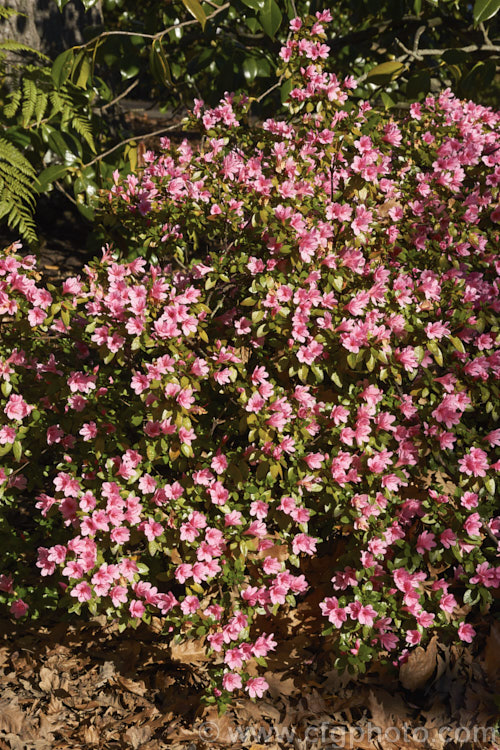 Rhododendron (evergreen azalea</i>) 'Kirin' (syn 'Coral Bells'), a very popular early-flowering. Kurume evergreen azalea with hose-in-hose flowers. One of the famous group of 1919 introductions by EH. Wilson know as Wilson's Fifty. It was number 22 of the 50 and has been among the most widely grown azaleas ever since