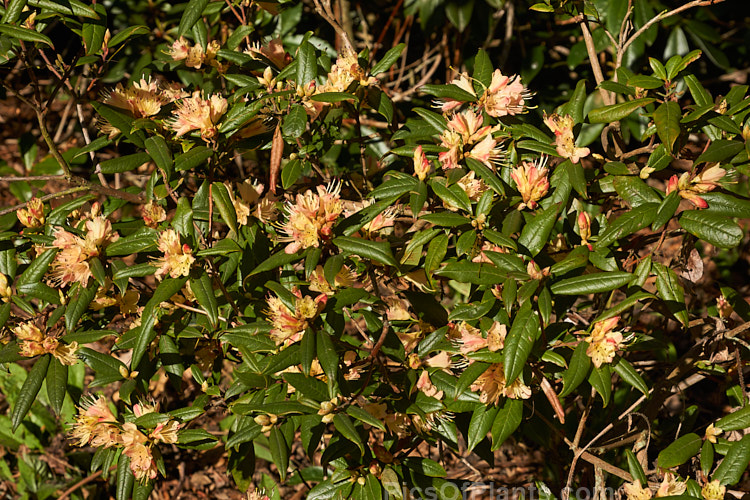<i>Rhododendron</i> 'Crossbill' (<i>Rhododendron spinuliferum</i> x <i>Rhododendron lutescens</i>), an unusual and very early-flowering hybrid between two Chinese rhododendron species, raised by J.C. Williams of Wales in 1933. It develops into a rather open bush around 1.5m high and wide. Order: Ericales, Family: Ericaceae