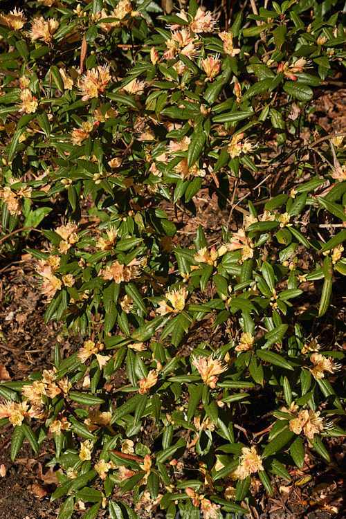 <i>Rhododendron</i> 'Crossbill' (<i>Rhododendron spinuliferum</i> x <i>Rhododendron lutescens</i>), an unusual and very early-flowering hybrid between two Chinese rhododendron species, raised by J.C. Williams of Wales in 1933. It develops into a rather open bush around 1.5m high and wide. Order: Ericales, Family: Ericaceae