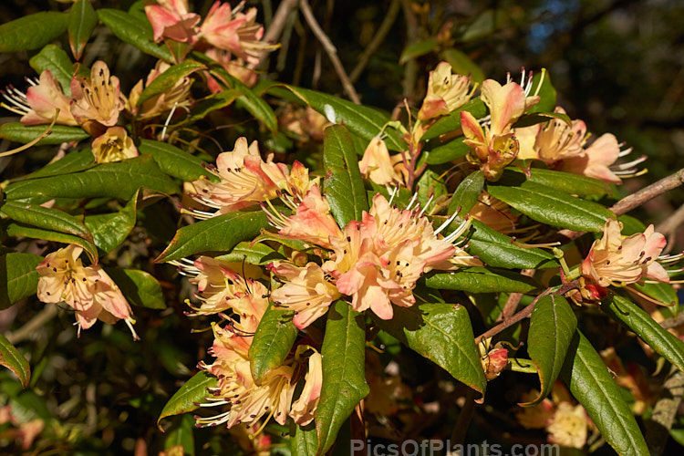 <i>Rhododendron</i> 'Crossbill' (<i>Rhododendron spinuliferum</i> x <i>Rhododendron lutescens</i>), an unusual and very early-flowering hybrid between two Chinese rhododendron species, raised by J.C. Williams of Wales in 1933. It develops into a rather open bush around 1.5m high and wide. Order: Ericales, Family: Ericaceae