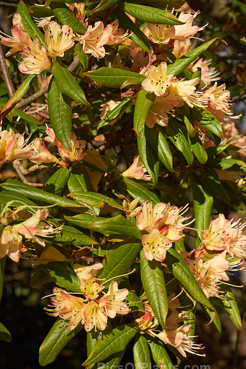 <i>Rhododendron</i> 'Crossbill' (<i>Rhododendron spinuliferum</i> x <i>Rhododendron lutescens</i>), an unusual and very early-flowering hybrid between two Chinese rhododendron species, raised by J.C. Williams of Wales in 1933. It develops into a rather open bush around 1.5m high and wide. Order: Ericales, Family: Ericaceae