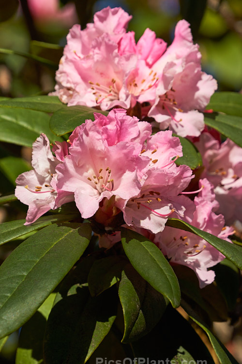 <i>Rhododendron</i> 'Christmas Cheer' (<i>Rhododendron caucasicum</i> x unknown</i>), available in several forms, sometimes under different names, this old hybrid is among the first rhododendrons to flower - in late winter to early spring. It is consequently rather prone to having its flowers damaged or destroyed by frost, though the plant itself is very hardy. Order: Ericales, Family: Ericaceae