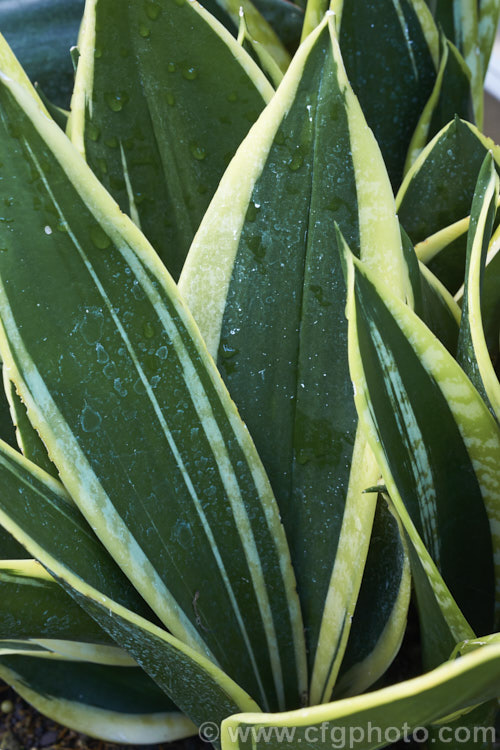 Sansevieria trifasciata 'Black Gold', a compact, dark-leafed, variegated cultivar of the bowstring hemp or mother-in-law's tongue, a xerophytic fibrous-leafed perennial native to Nigeria. sansevieria-2484htm'>Sanseviera.