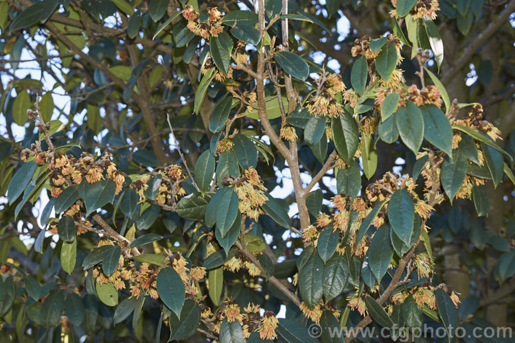 <a href='hamamelidaceae-plant-family-photoshtml'>Hamamelidaceae</a>