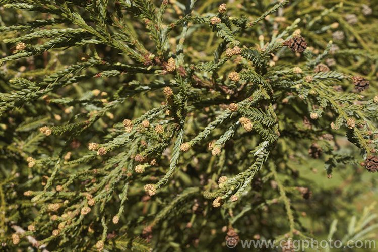 Sequoia sempervirens 'Adpressa' with pollen-bearing male cones that have just opened. This very slow-growing dwarf form of the coastal redwood will eventually reach 25m tall Its lower branches tend to be quite wide-spreading. sequoia-2494htm'>Sequoia. Order: Pinales, Family: Cupressaceae