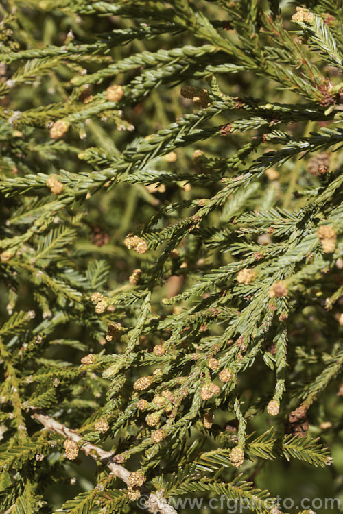 Sequoia sempervirens 'Adpressa' with pollen-bearing male cones that have just opened. This very slow-growing dwarf form of the coastal redwood will eventually reach 25m tall Its lower branches tend to be quite wide-spreading. sequoia-2494htm'>Sequoia. Order: Pinales, Family: Cupressaceae