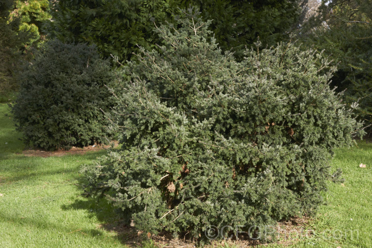 Prince Albert's Yew (<i>Saxegothaea conspicua</i>), a yew-like conifer that eventually reaches 20m tall It is native to theChilean. Andes and Patagonia. It has red-brown young stems that contrast with the white stomatal bands on the underside of the foliage. saxegothaea-3491htm'>Saxegothaea. <a href='podocarpaceae-plant-family-photoshtml'>Podocarpaceae</a>.
