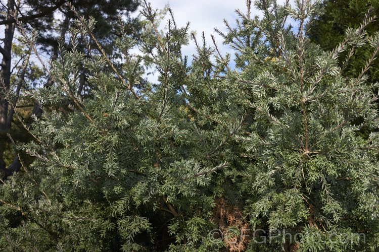 Prince Albert's Yew (<i>Saxegothaea conspicua</i>), a yew-like conifer that eventually reaches 20m tall It is native to theChilean. Andes and Patagonia. It has red-brown young stems that contrast with the white stomatal bands on the underside of the foliage. saxegothaea-3491htm'>Saxegothaea. <a href='podocarpaceae-plant-family-photoshtml'>Podocarpaceae</a>.