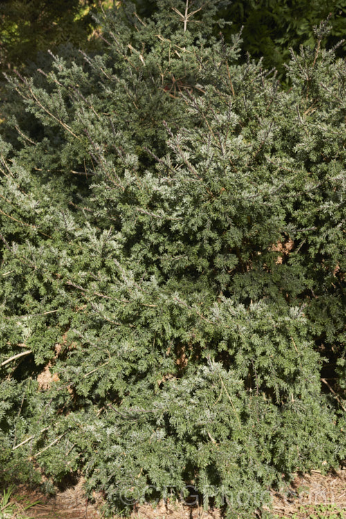 Prince Albert's Yew (<i>Saxegothaea conspicua</i>), a yew-like conifer that eventually reaches 20m tall It is native to theChilean. Andes and Patagonia. It has red-brown young stems that contrast with the white stomatal bands on the underside of the foliage. saxegothaea-3491htm'>Saxegothaea. <a href='podocarpaceae-plant-family-photoshtml'>Podocarpaceae</a>.