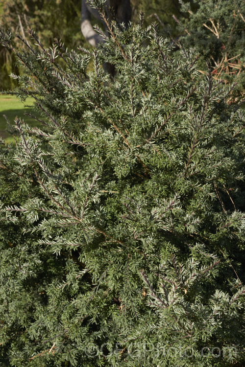 Prince Albert's Yew (<i>Saxegothaea conspicua</i>), a yew-like conifer that eventually reaches 20m tall It is native to theChilean. Andes and Patagonia. It has red-brown young stems that contrast with the white stomatal bands on the underside of the foliage. saxegothaea-3491htm'>Saxegothaea. <a href='podocarpaceae-plant-family-photoshtml'>Podocarpaceae</a>.